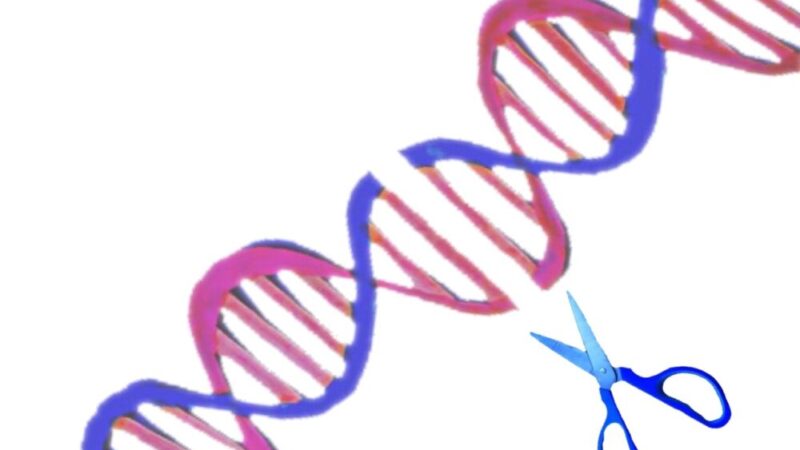 【遺伝子組み換え食品】基礎知識や5つの危険性と各国の規制を比較！ 