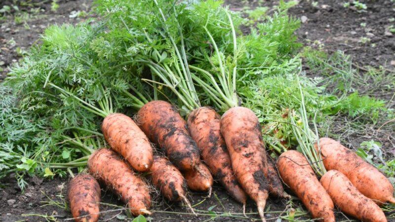 無農薬野菜の危険性とは?寄生虫・細菌リスクと安全に食べる方法を解説